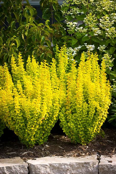 golden burberry|golden rocket barberry for sale.